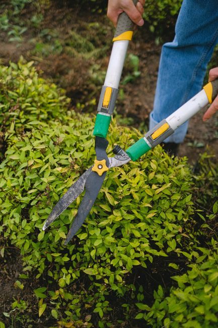 Taille d'un arbuste au sécateur lors d'un passage d'entretien
