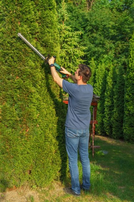 Taille de haie au taille-haie électrique lors d'un entretien d'espaces verts